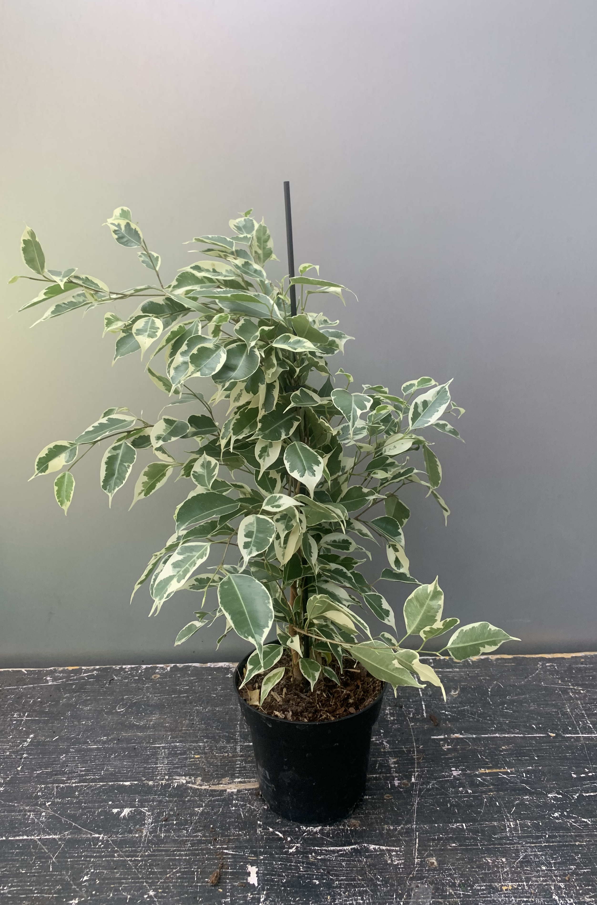 Ficus variegata - Schullian Online Shop